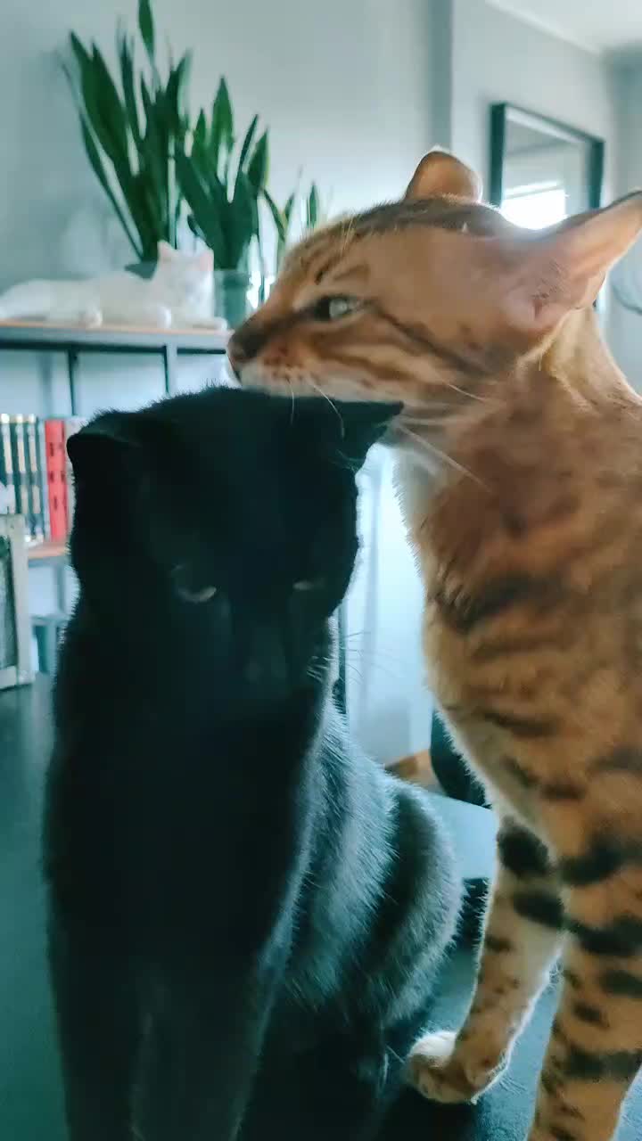 @Richard the Bengal cat