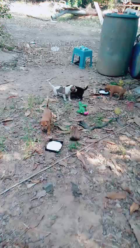 @น้องชมพู่