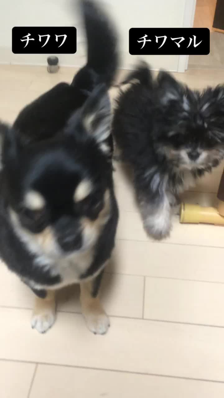 @コチマックス