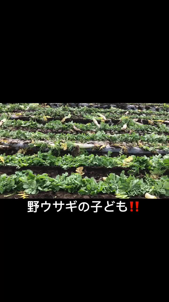 @アグリノムラ