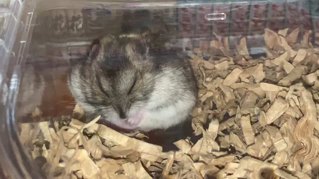 @ゆかち〜🦔🥁
