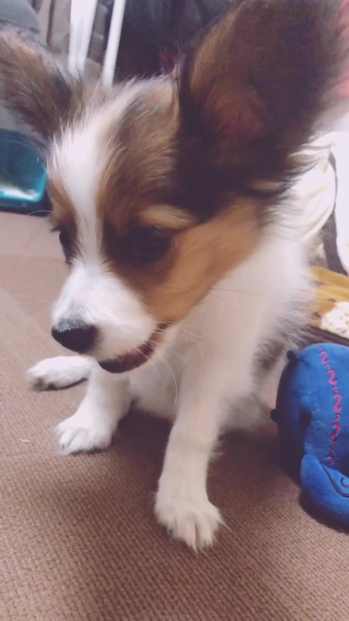 @パピヨンのうた君