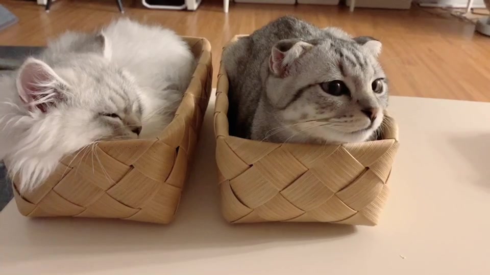 @Yuliandcats