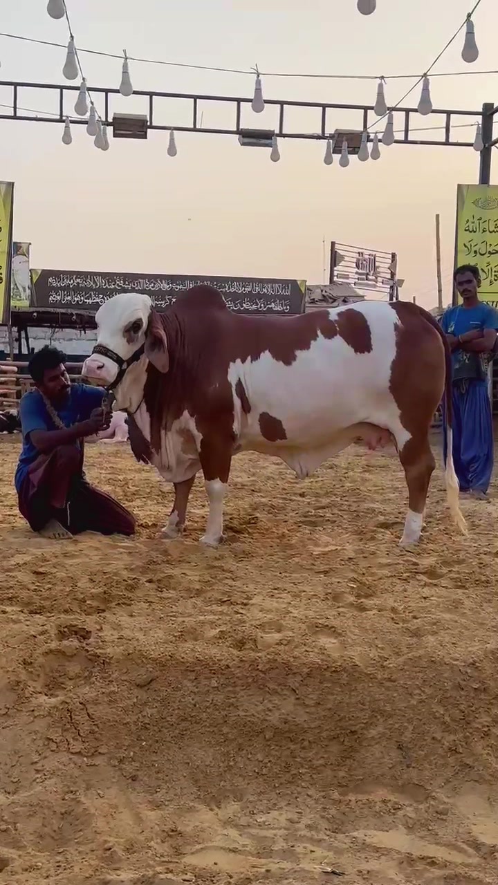 @MAJESTIC CATTLE & GOAT FARM