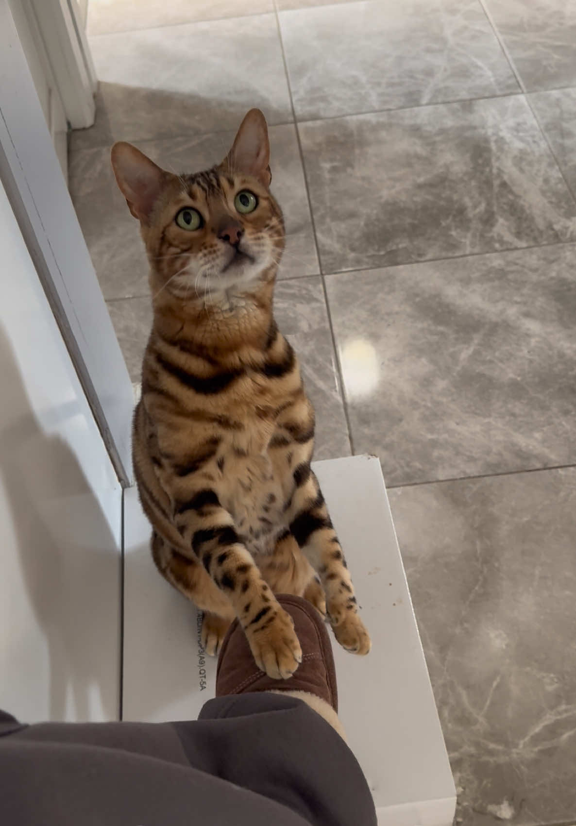 @George_The_Bengal_Cat