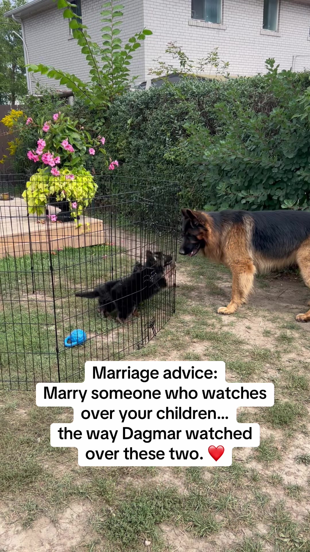 @ksdoggos