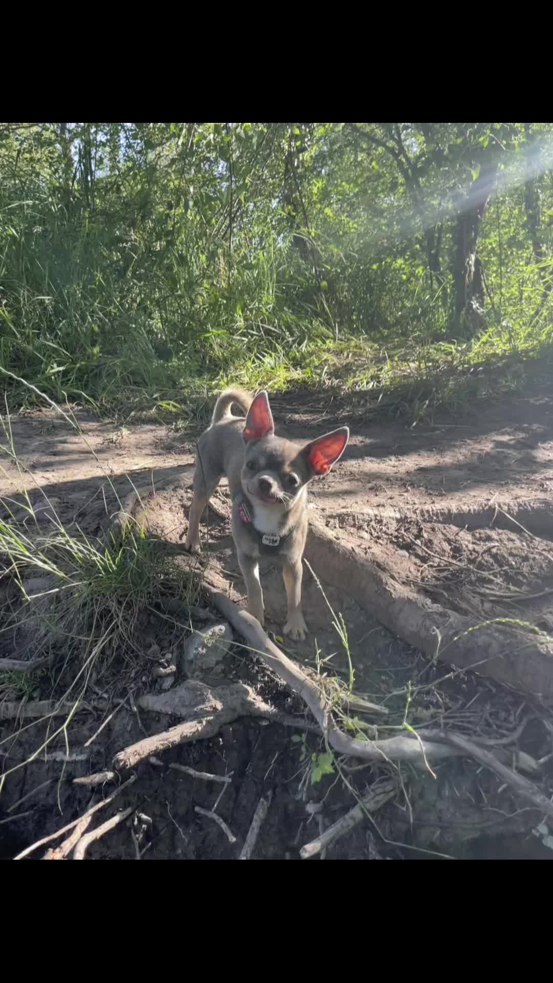 @Mr Roger Chihuahua
