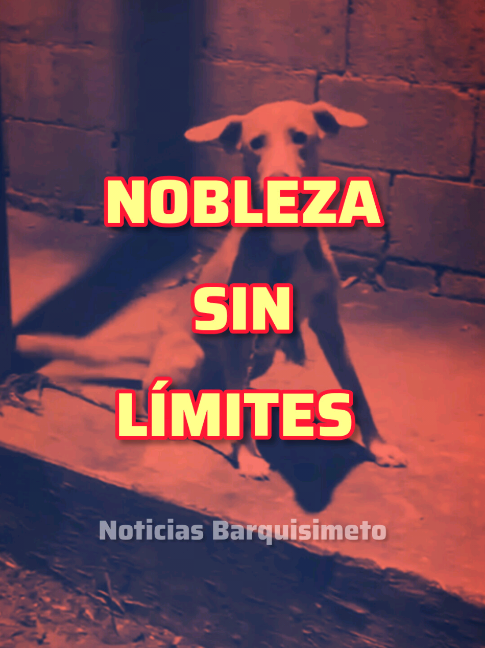 @Noticias Barquisimeto