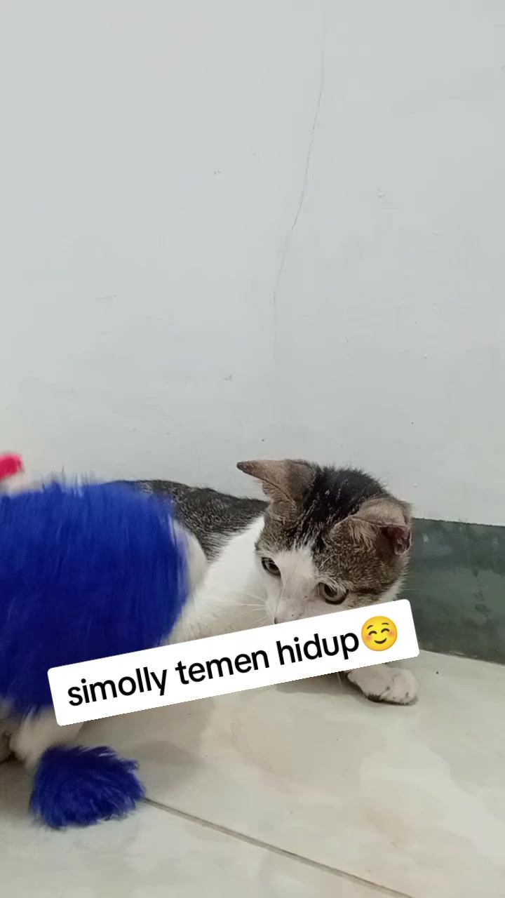 @Rizqi
