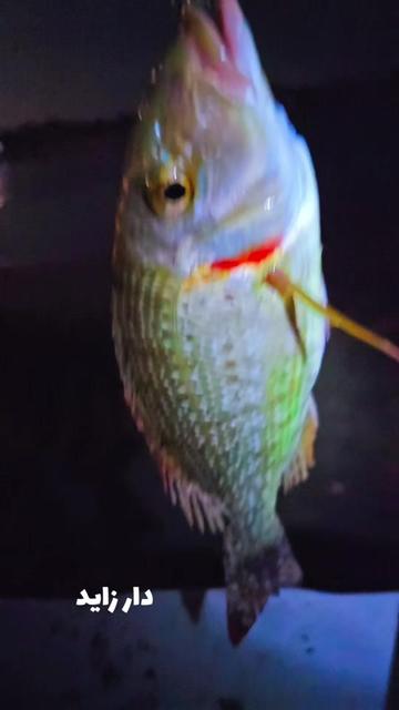 @๑୭̥๑ زايد 𓃗 دار  ๑୭̥๑