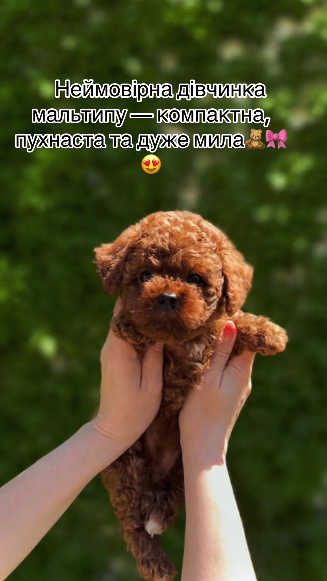 @toypoodlemaltipoo_puppie