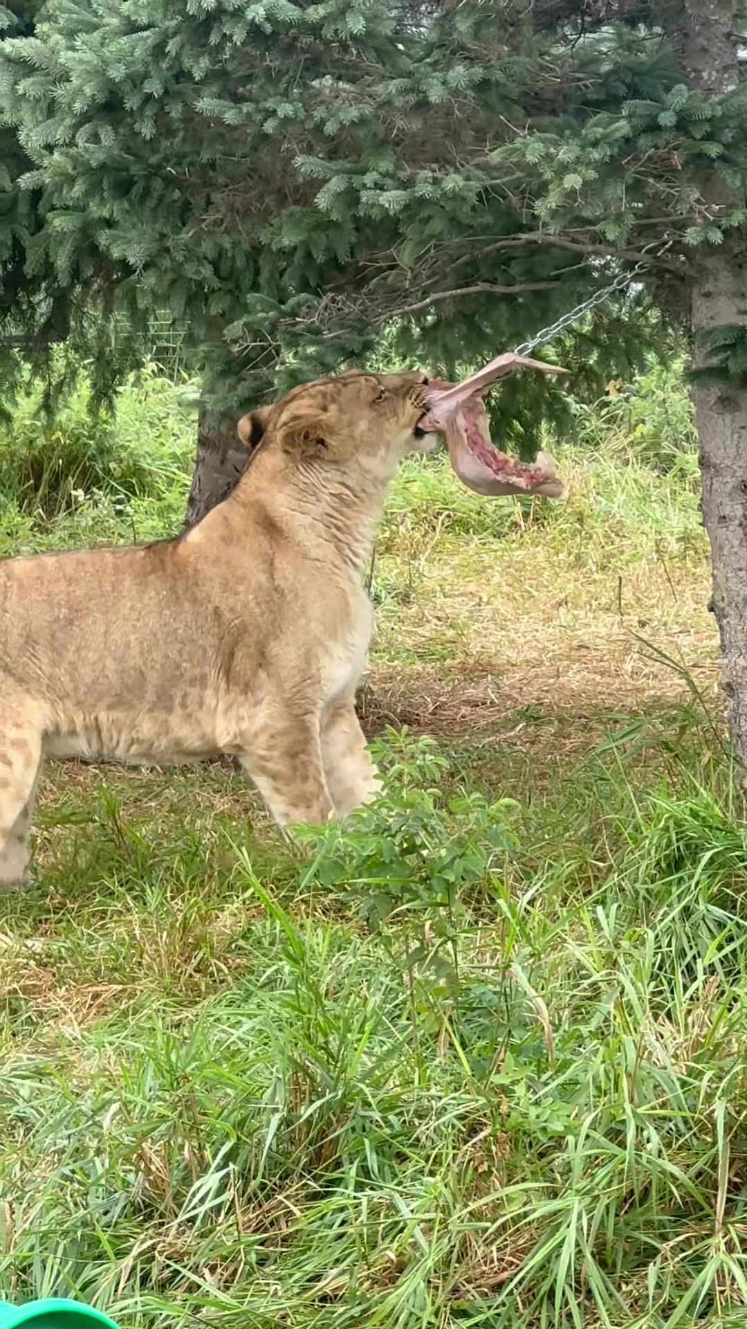 @The Wildcat Sanctuary