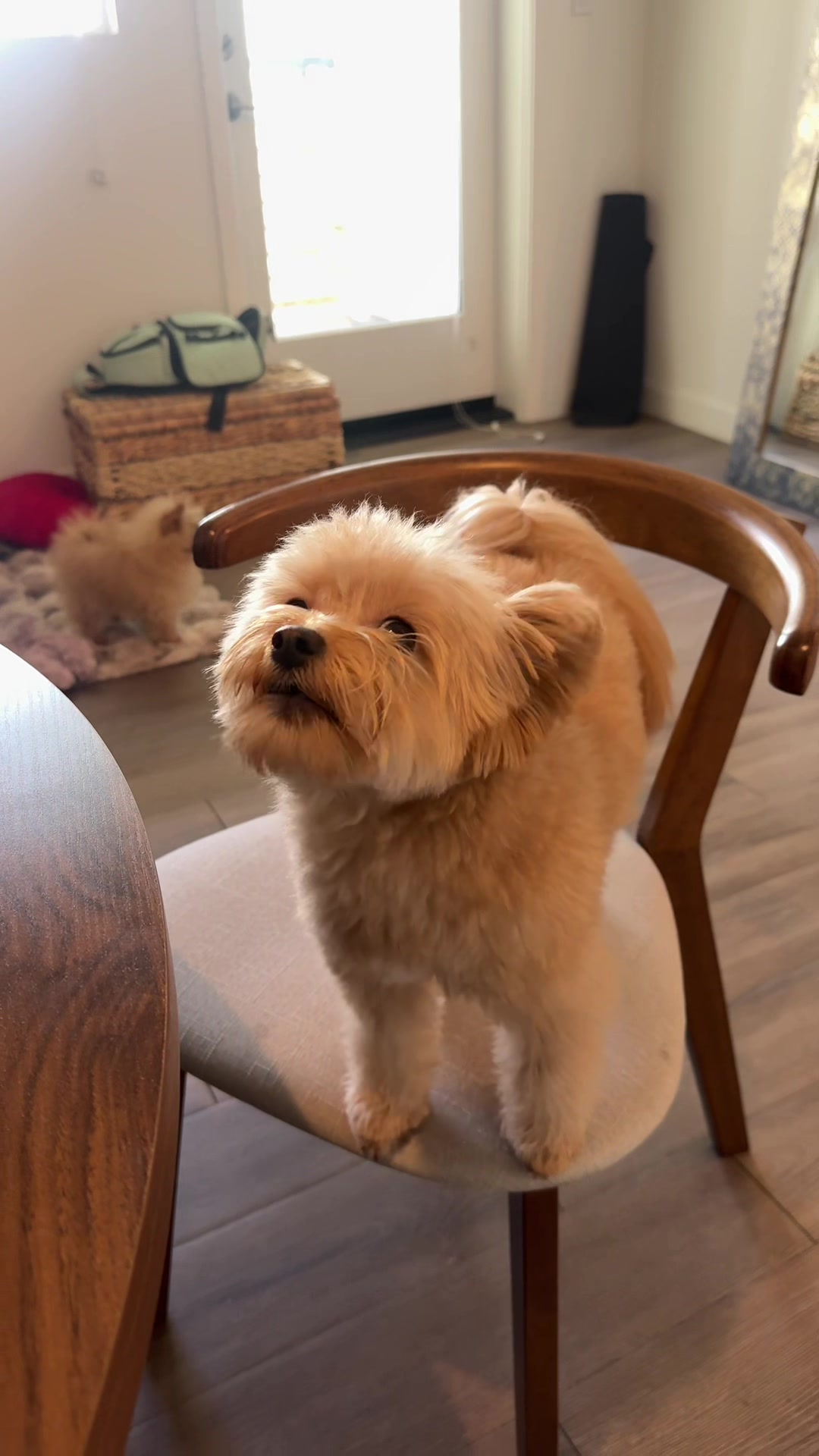 @pomapoo.barney