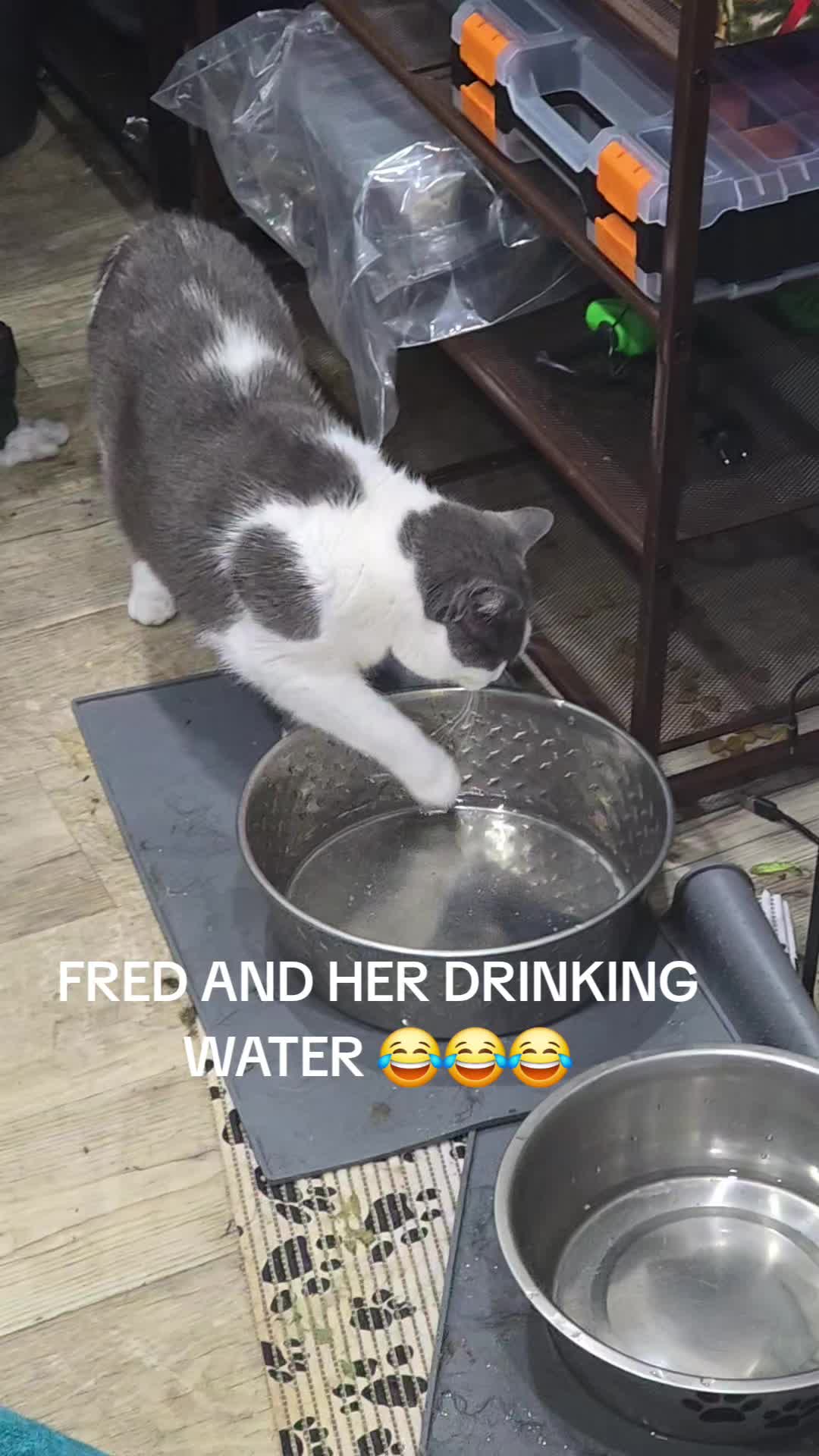 @TNCOUNTRYBOY31