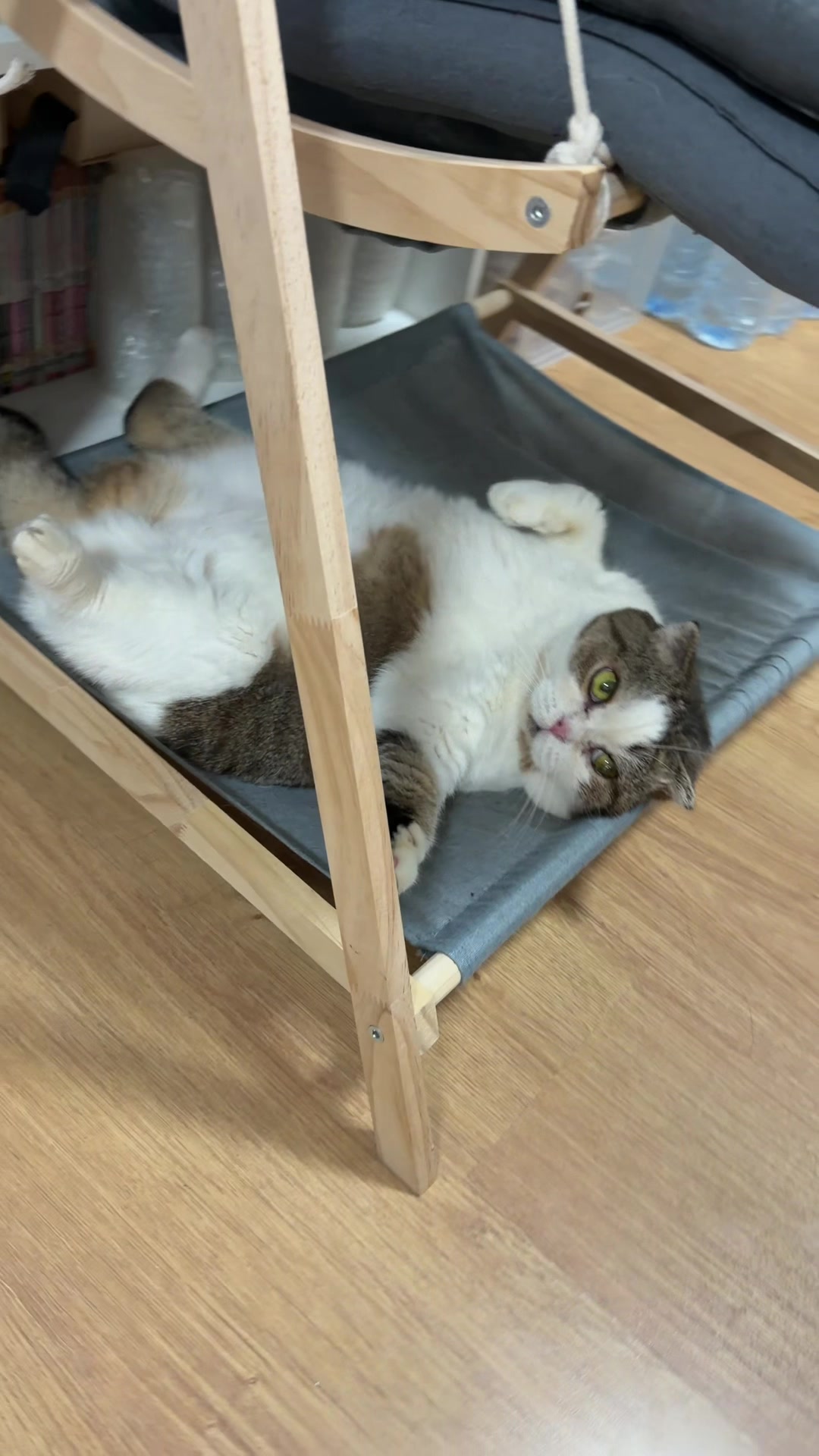 @Ramita 🐱
