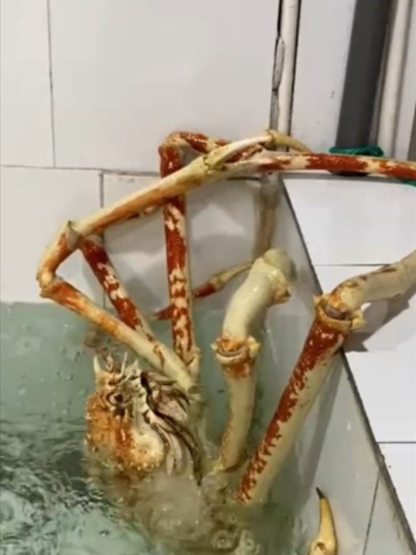 @Mundo dos Animais