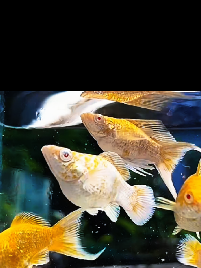 @dexx aquatics