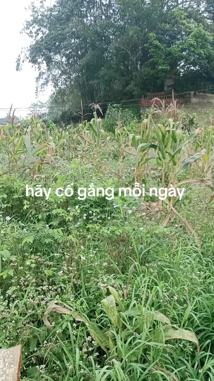 @Cuc Nguyen