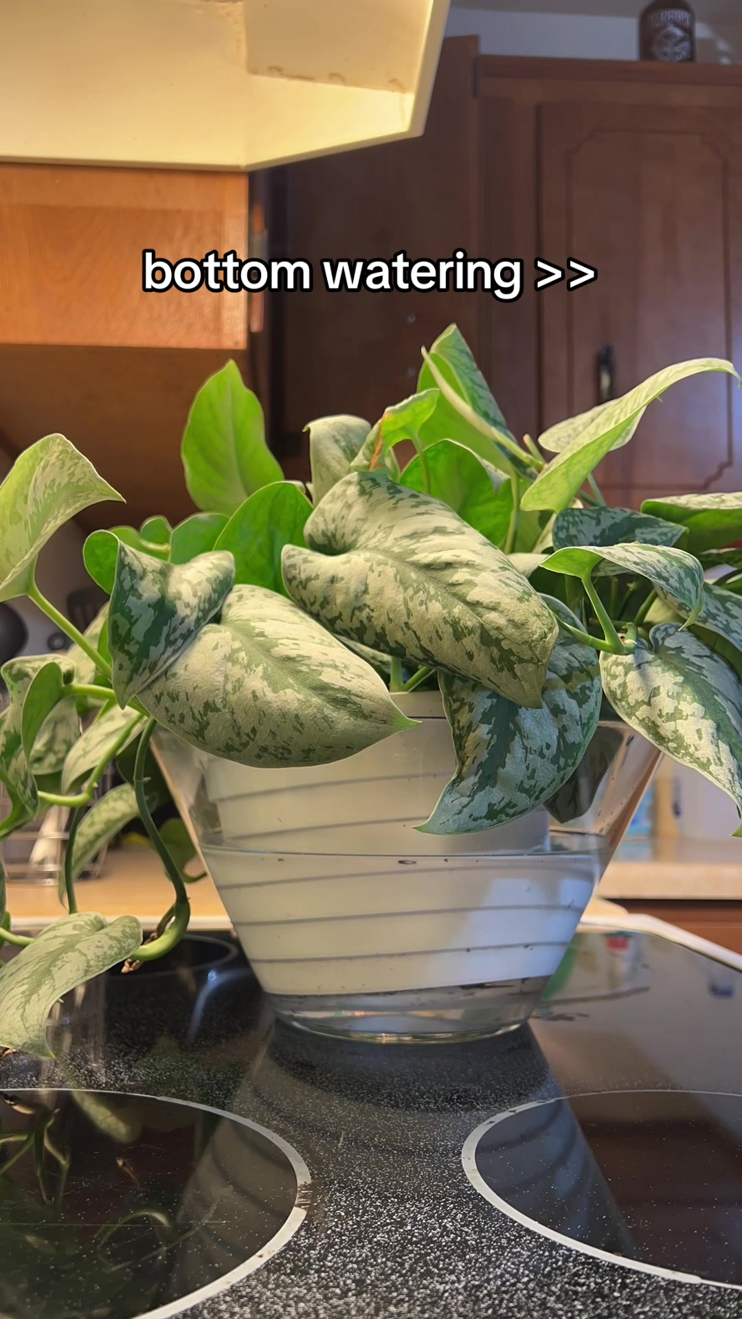@Pretty Plants Nashville