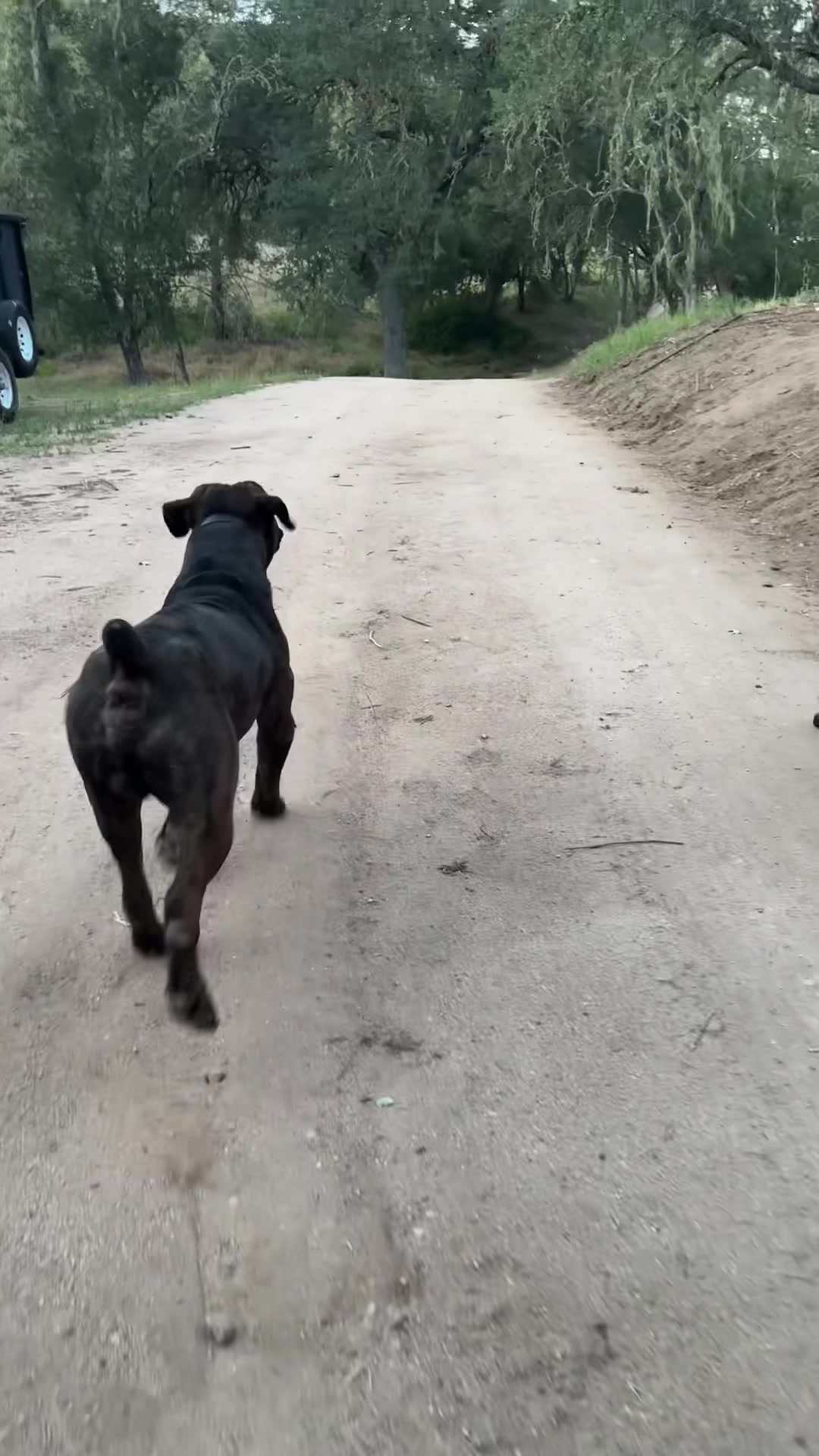 @Bigfoot Boerboels