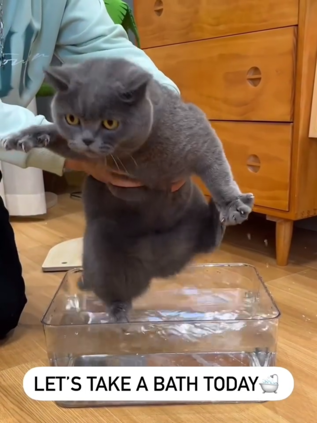@Chonky World Of Cats