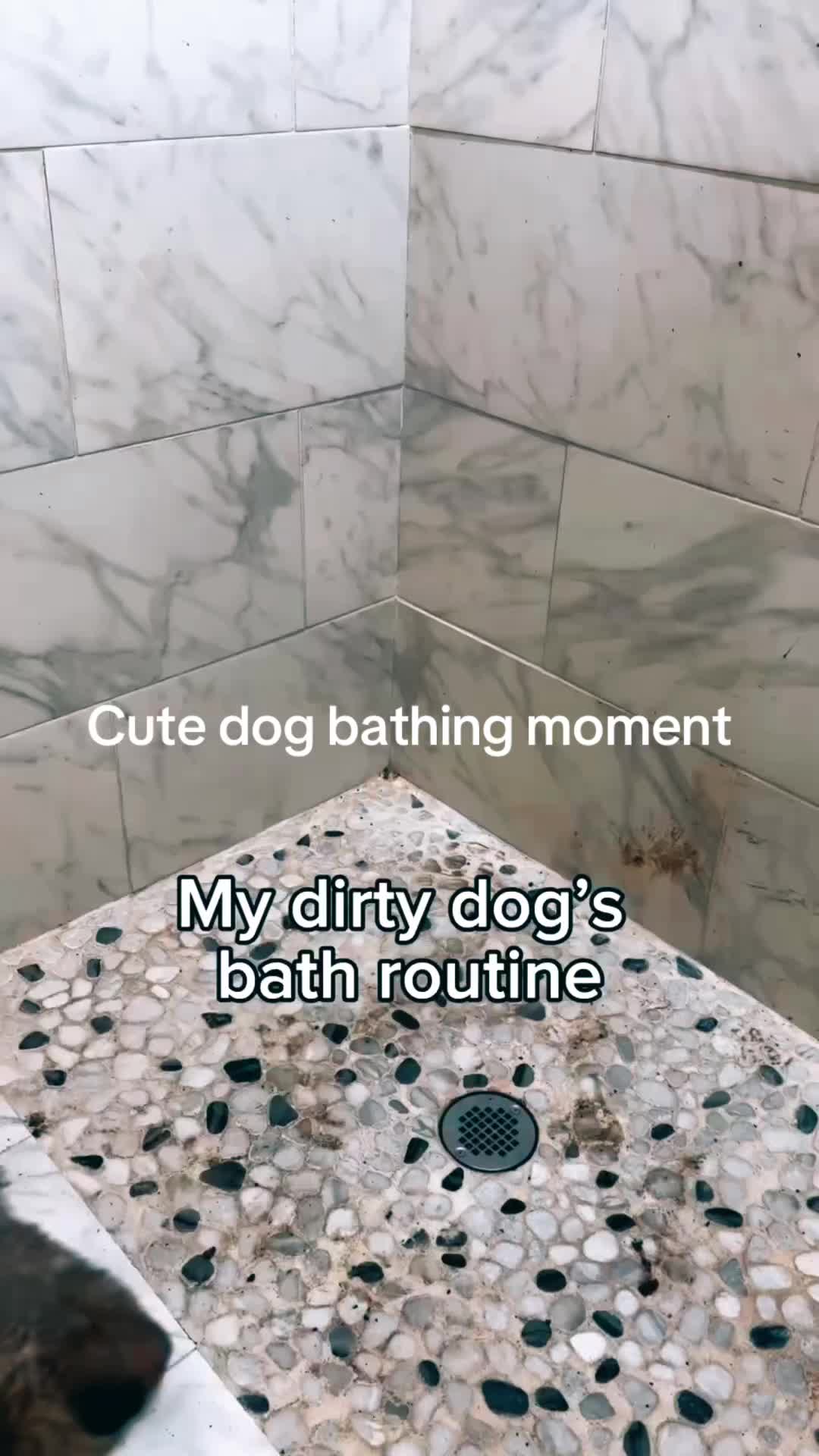 @dogalerthub