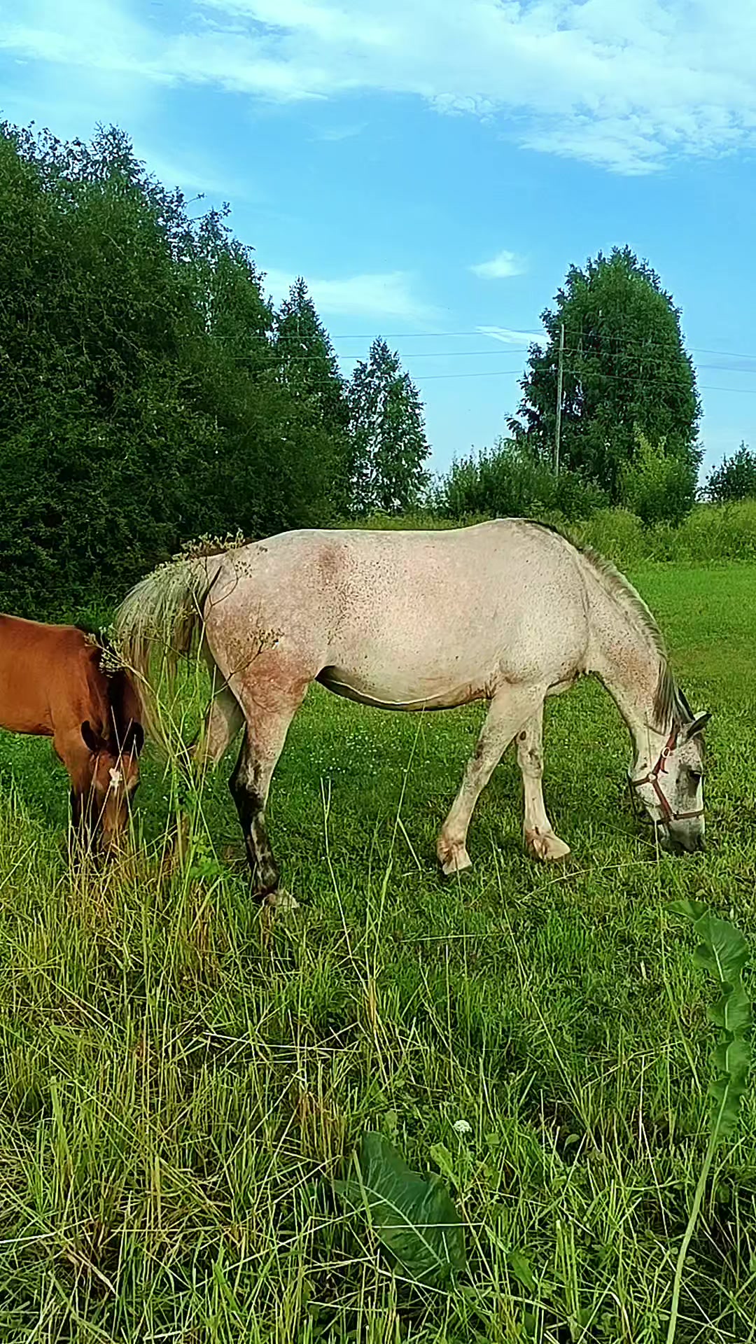 @Елена