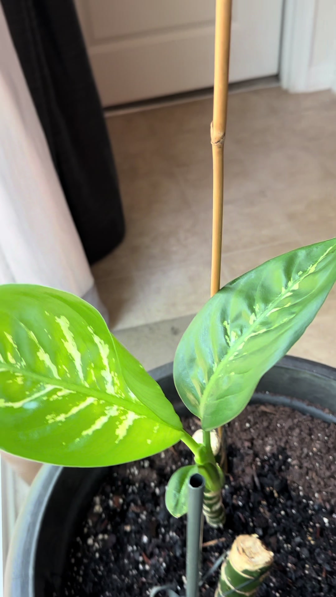 @MoePlantDad