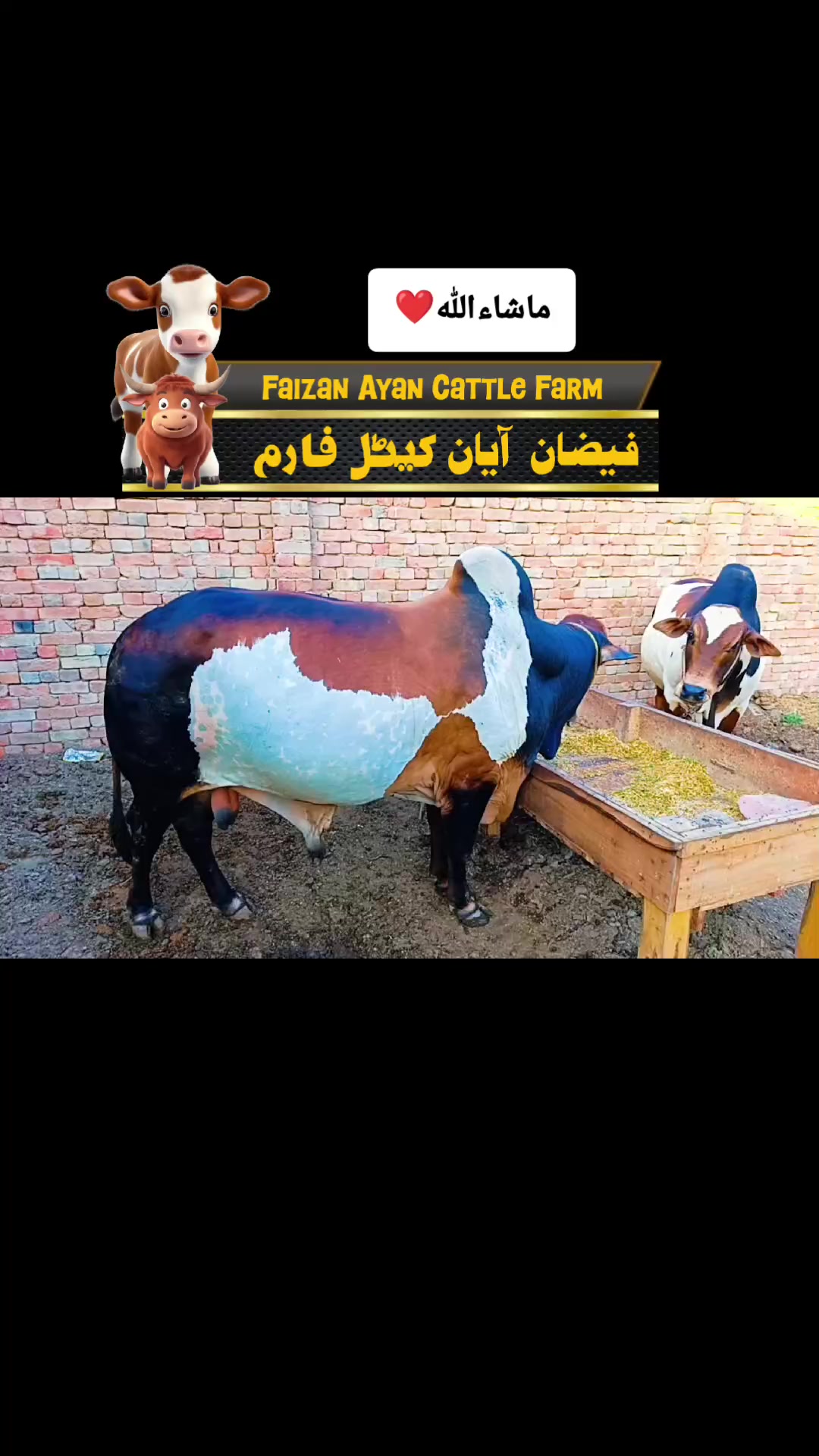 @Faizan Ayan