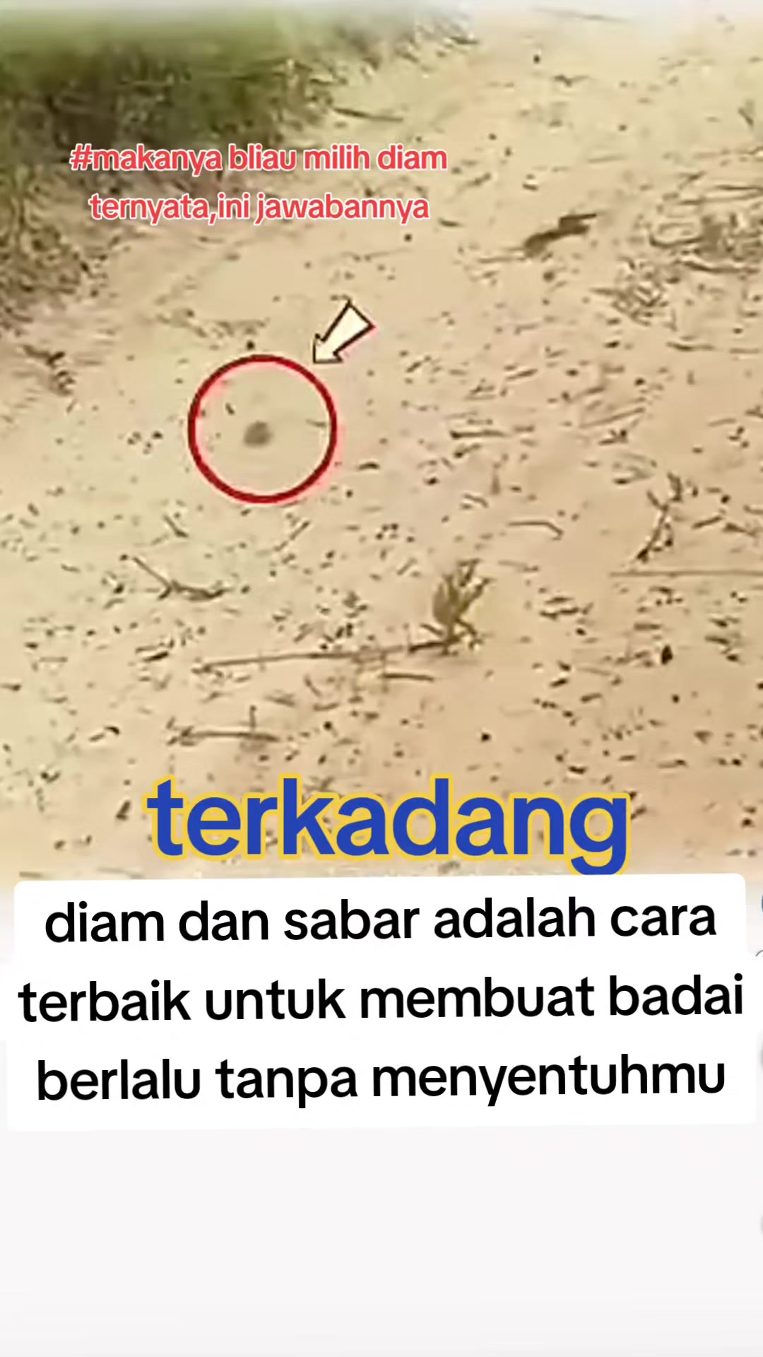 @ANCENE
