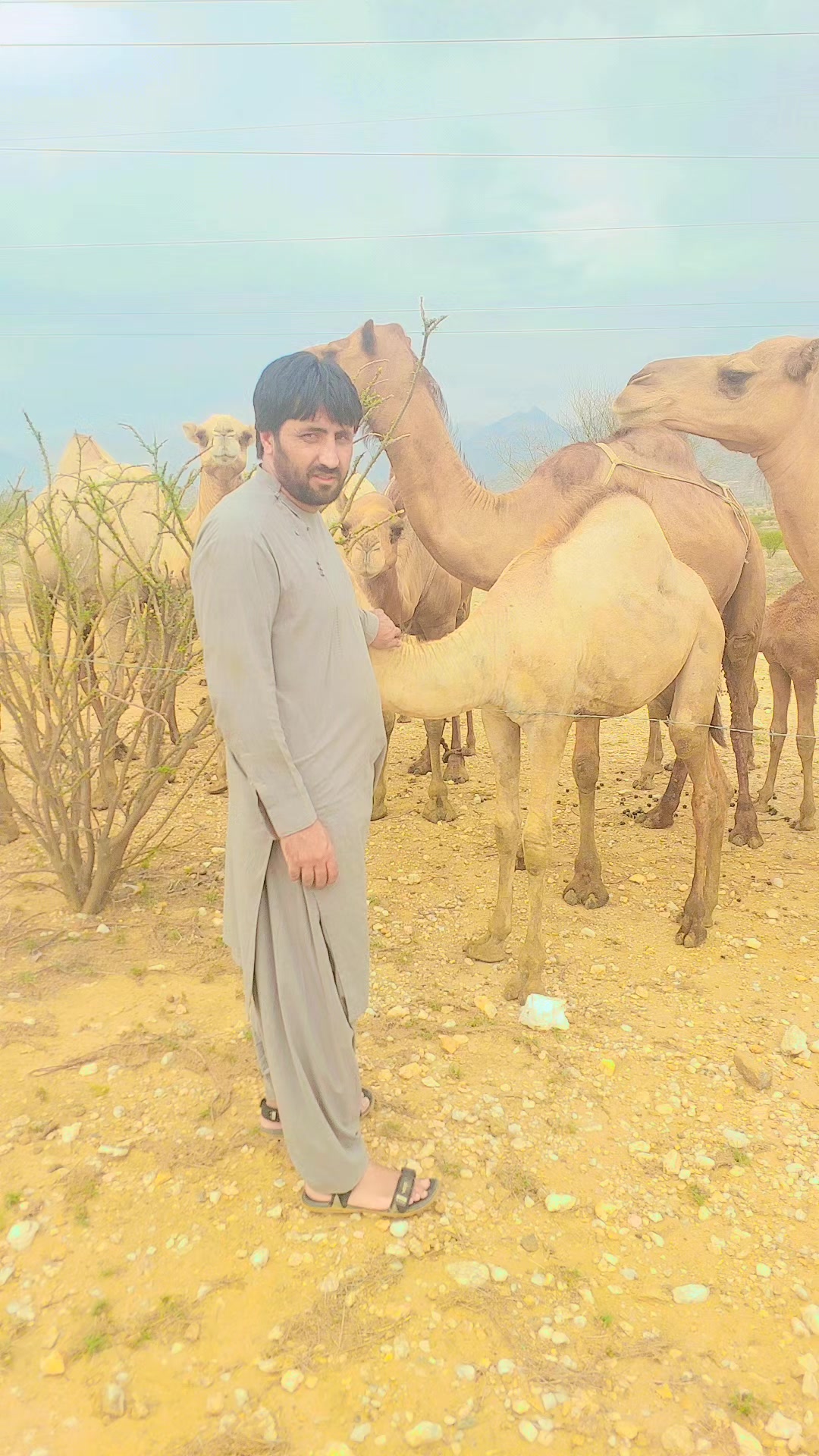 @نسيم ځاځي