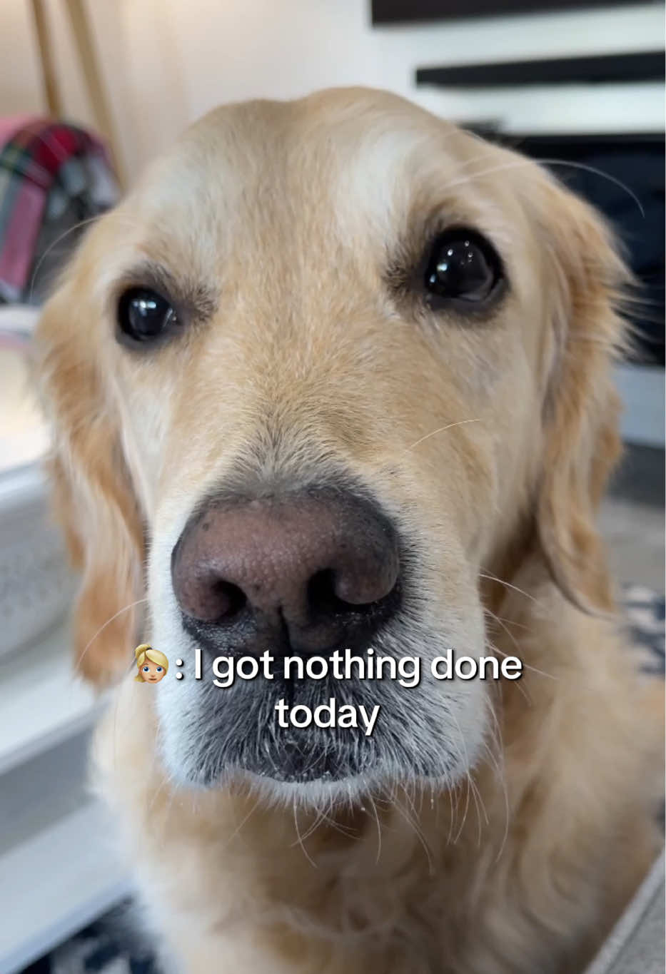 @lunas_golden_life