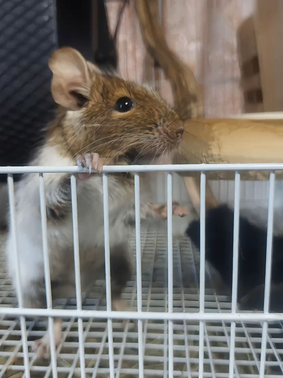 @ようちゃんAnimalPetTV