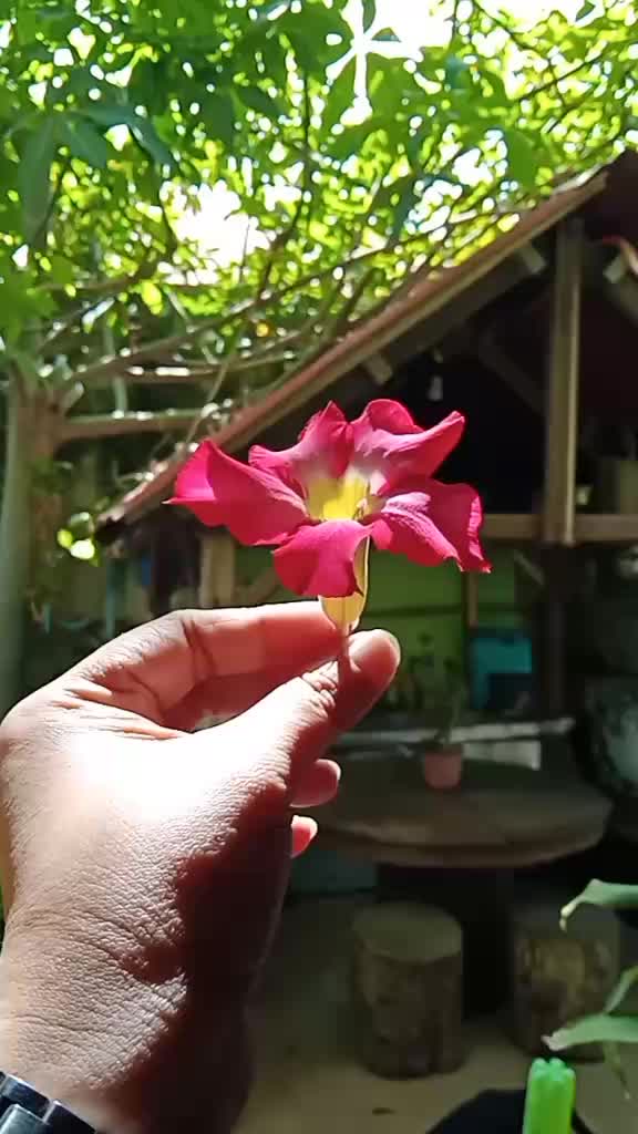 @Almaynee