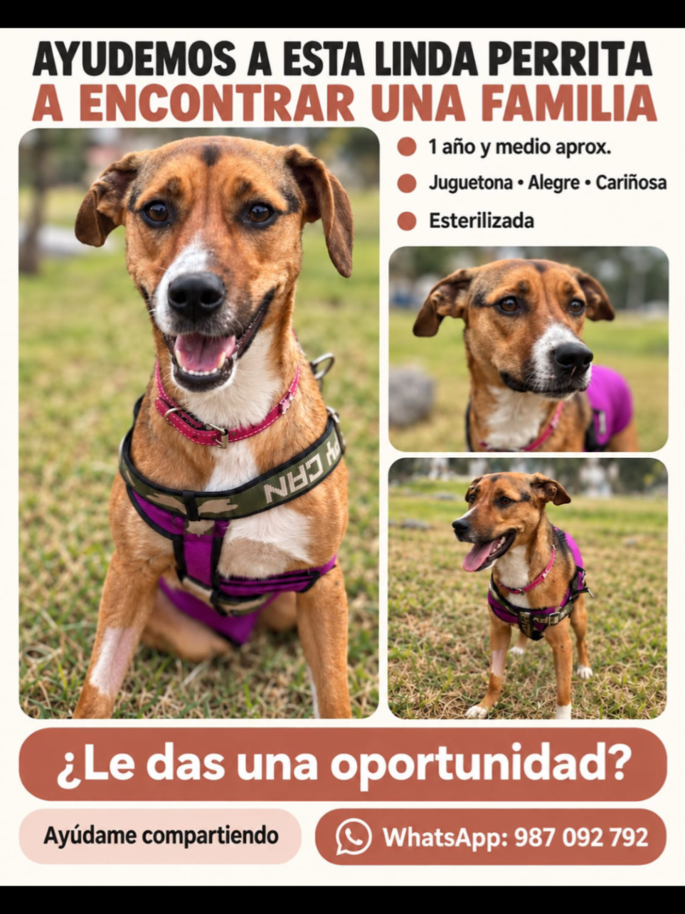 @Perritos Voladores