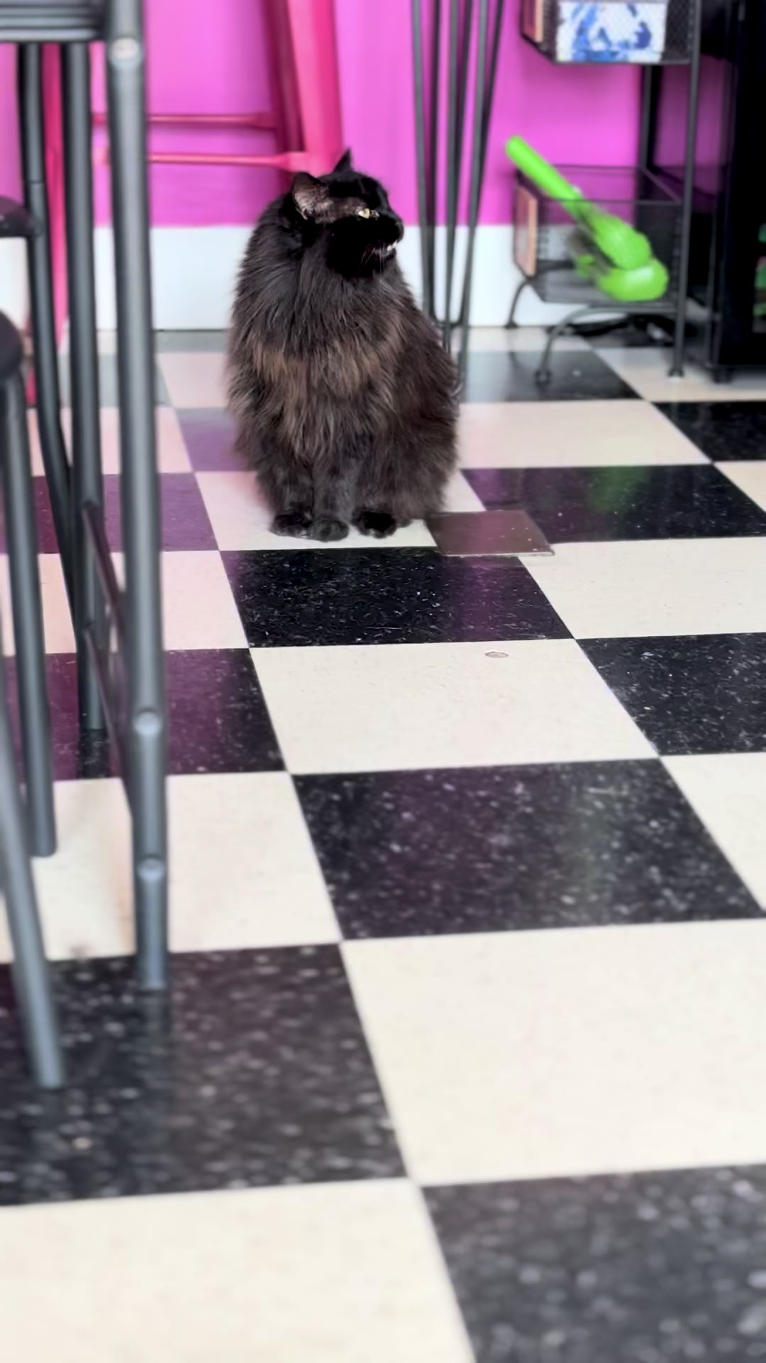 @The Purrfect Pour Cat Cafe