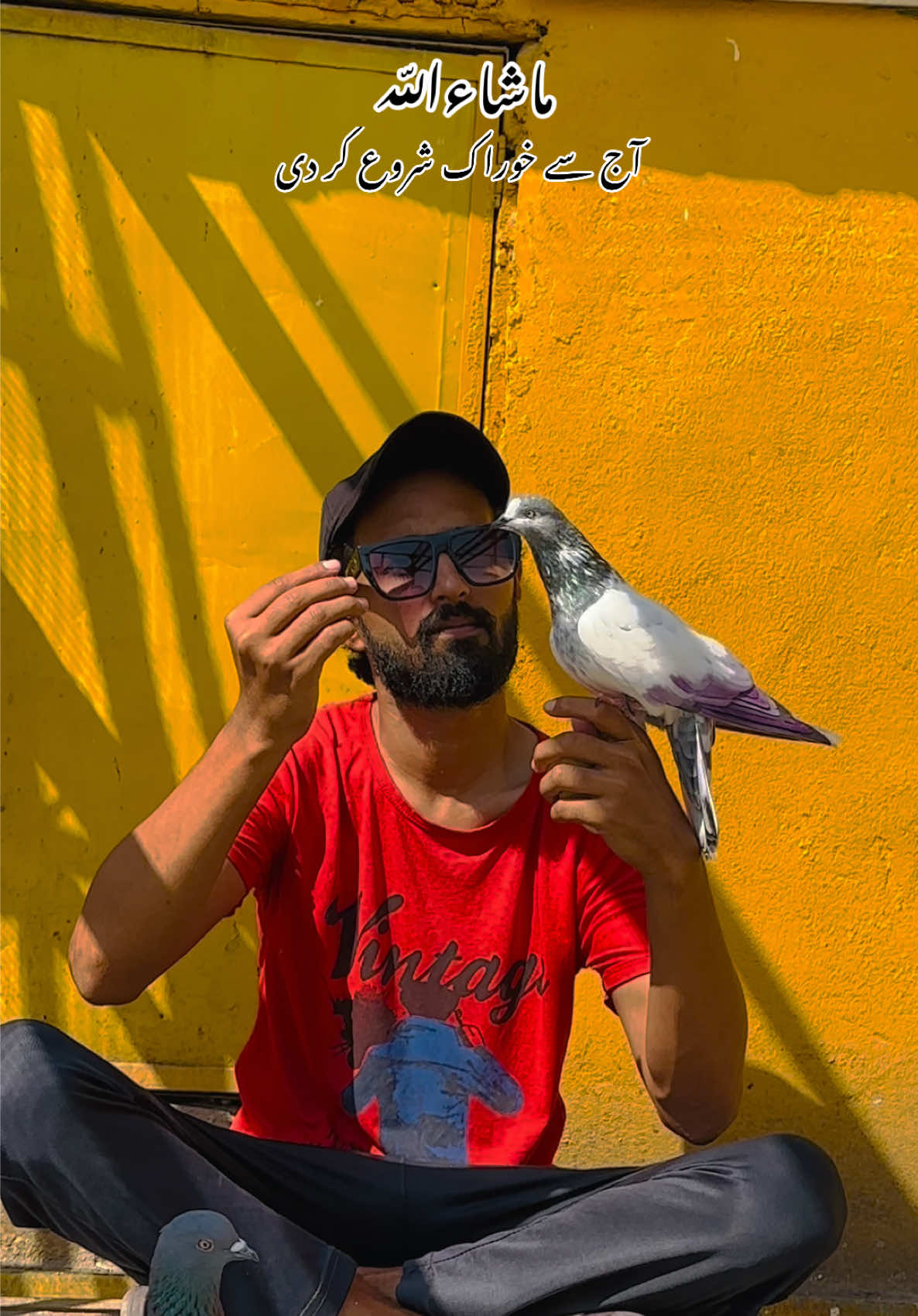 @Dar pigeons club