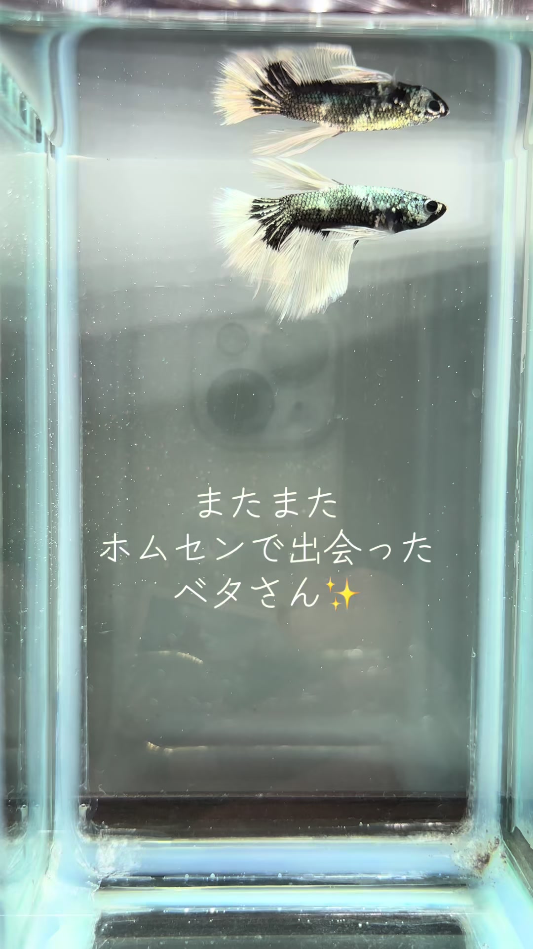 @ちあ🐠🫧