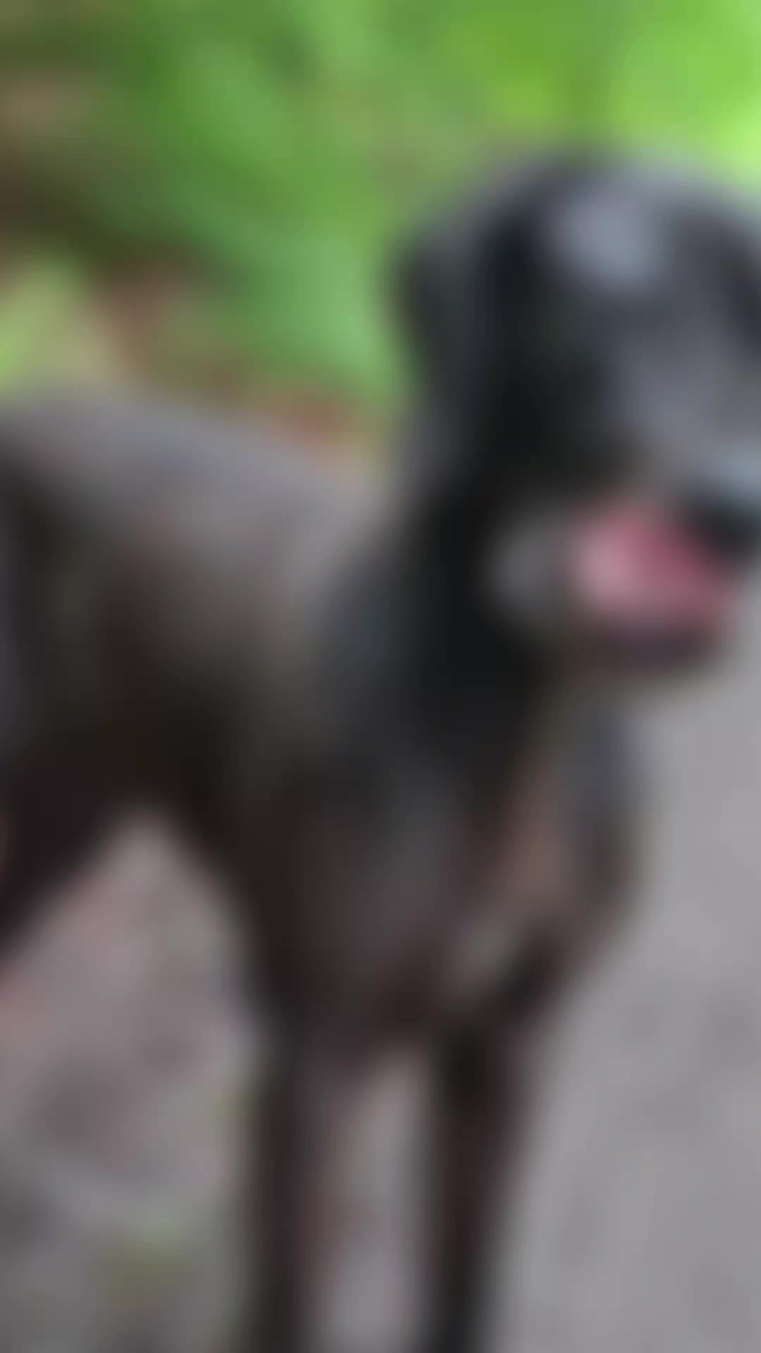 @Deutsche-Dogge