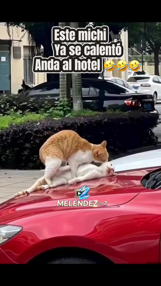 @Melendezconz