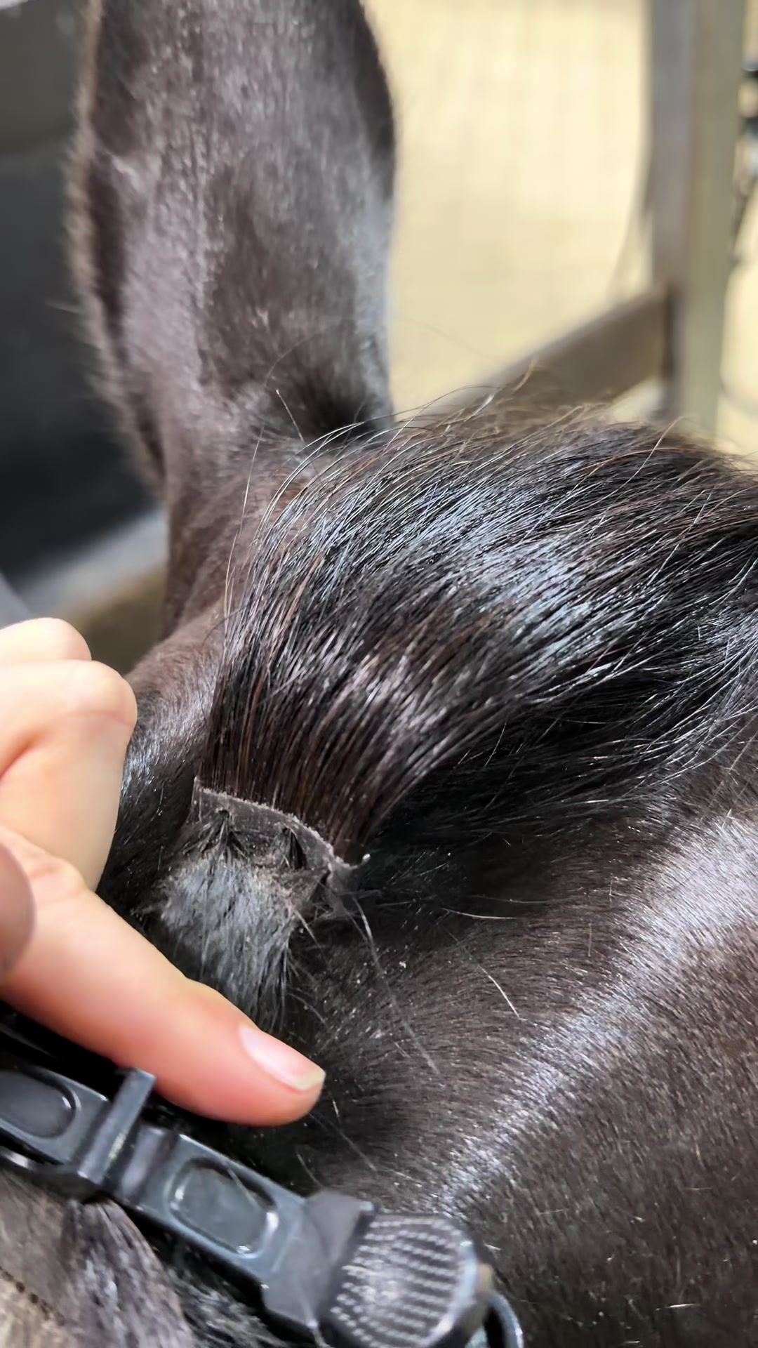 @Luxe Lengths Equine Extensions