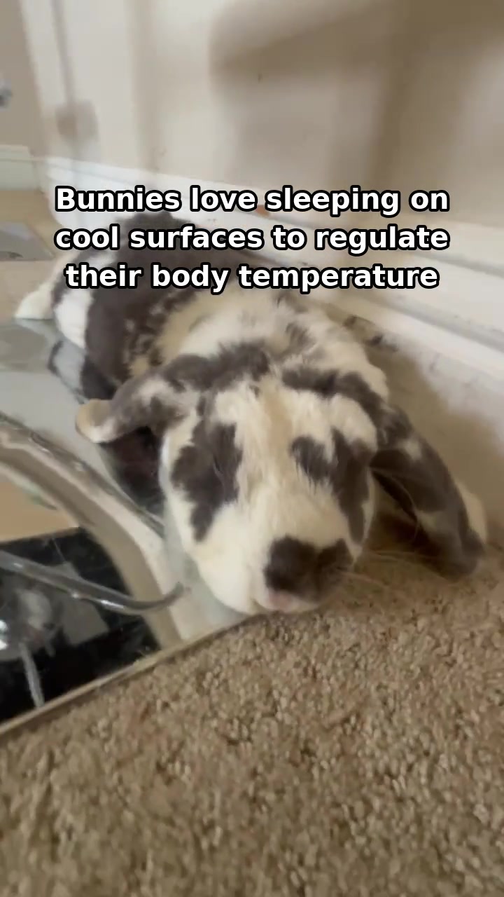 @Bini the Bunny