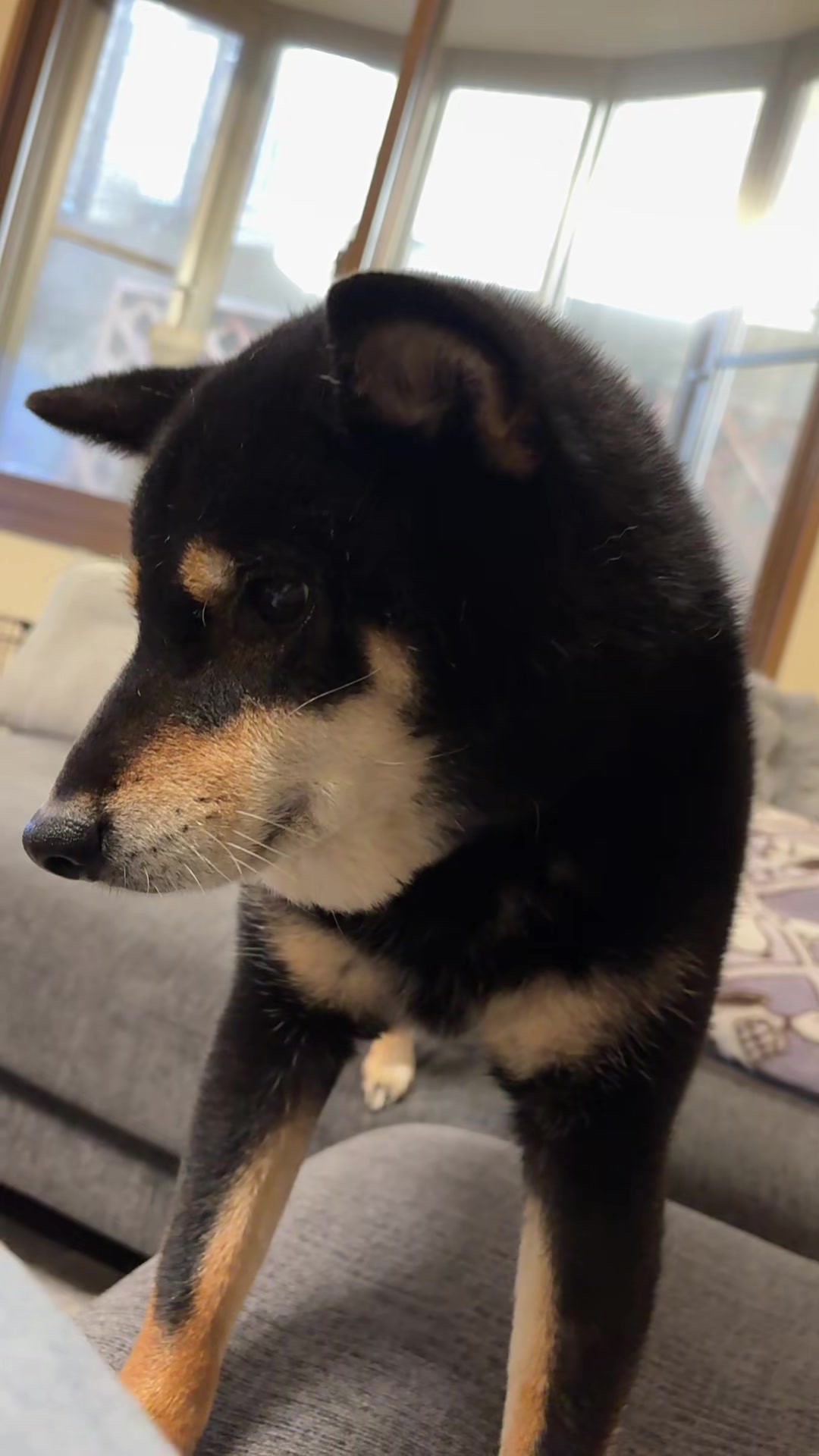 @まろたん🐕