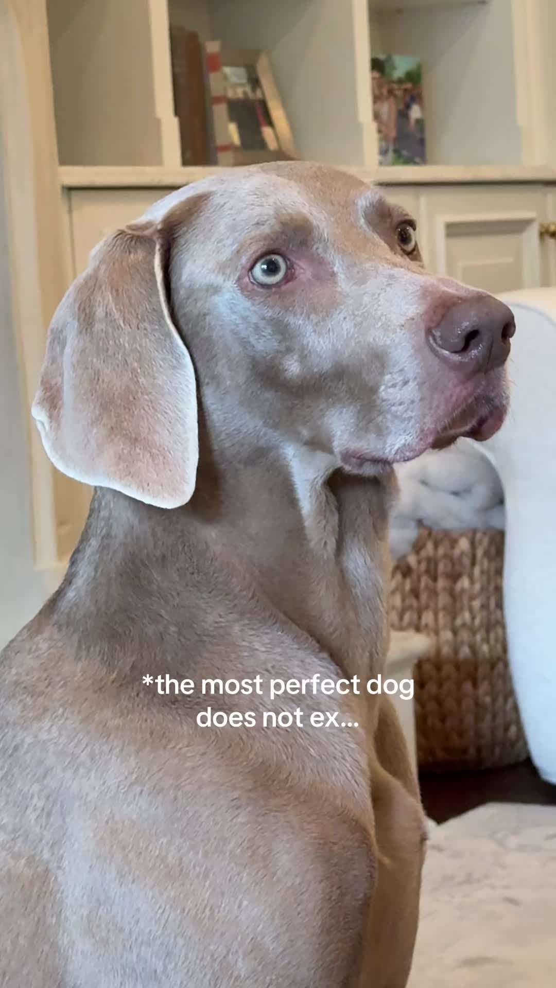@Zoey the Weim