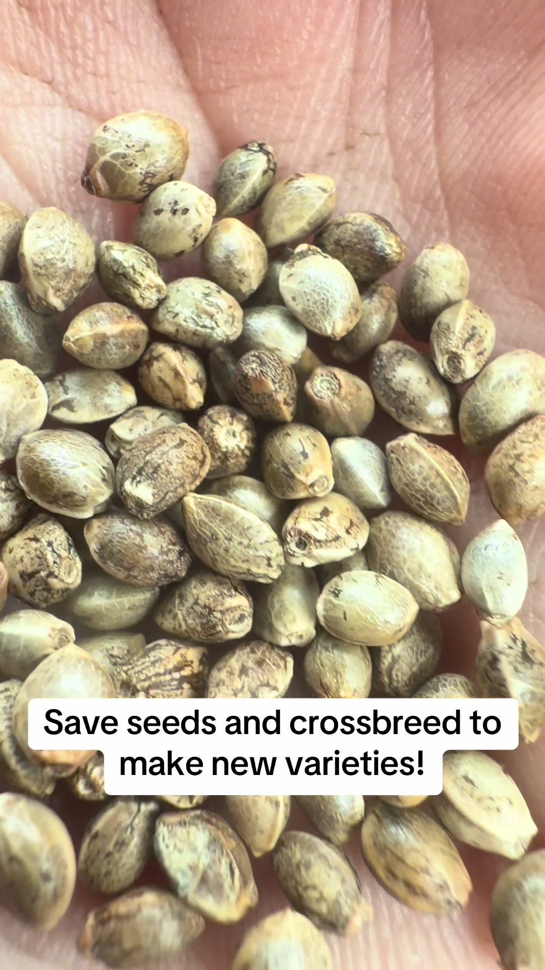 @SEEDTIVA