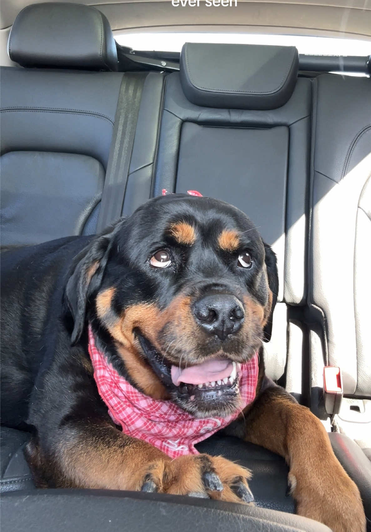 @Kasey the Rottie