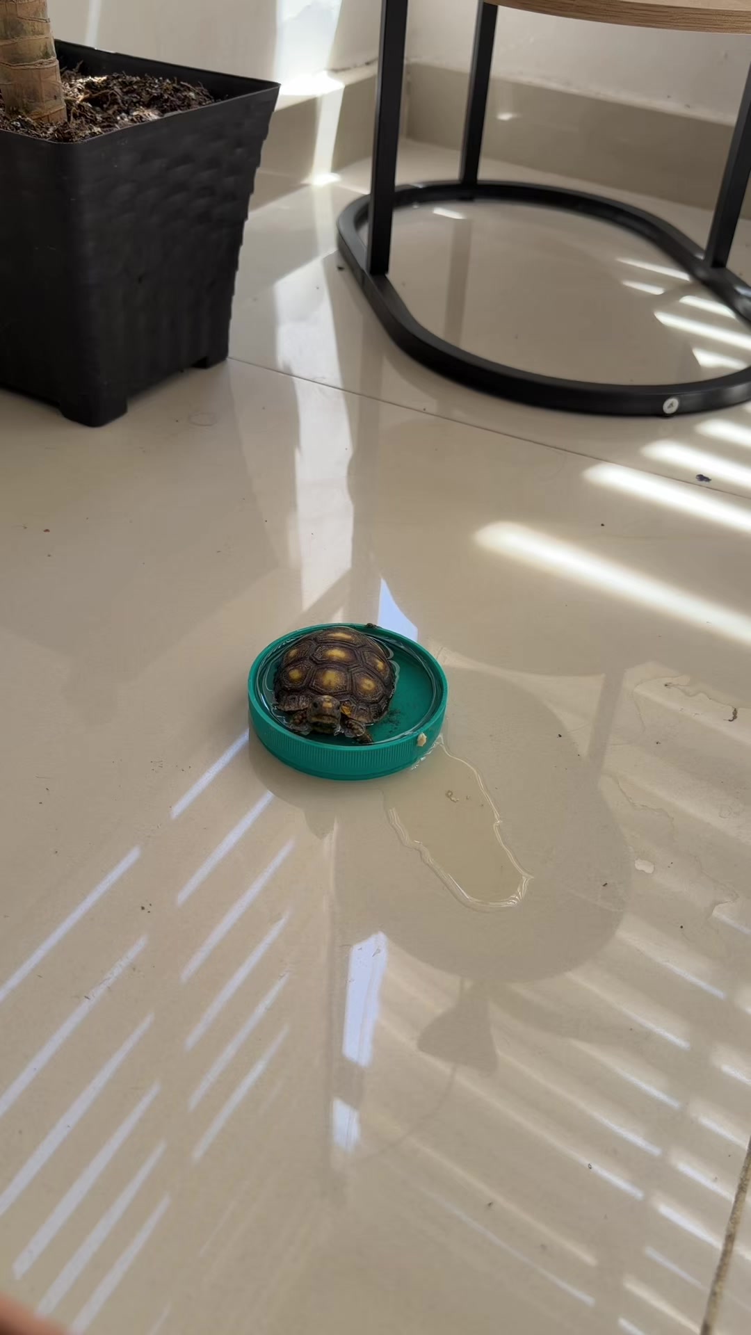 @G𝒶𝓉𝒾𝓉𝒶🐈&zwj;⬛ 👽🇻🇪