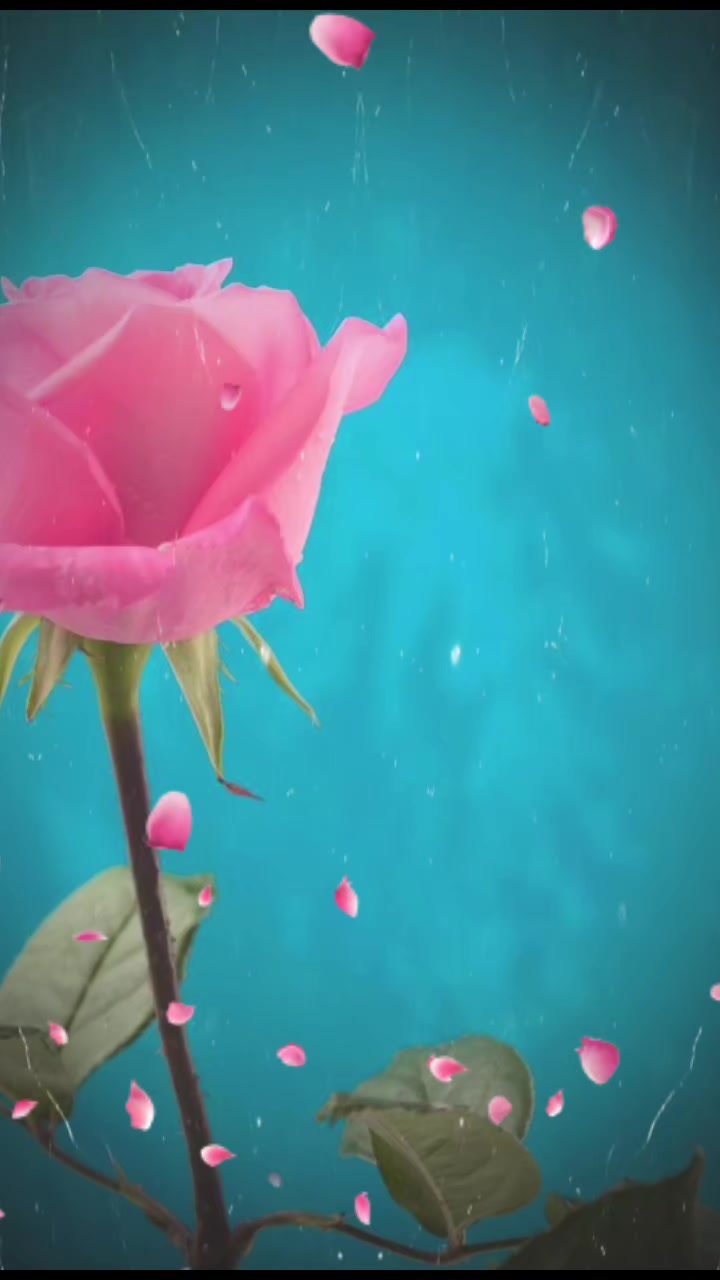 @𑁍〪〫⃕͜ൣ᭄⍣ွဳ⃟ꦼ🌹ɳ&sigma;ɾɱเt&aring;🌹⍣ွဳ⃟ꦼ