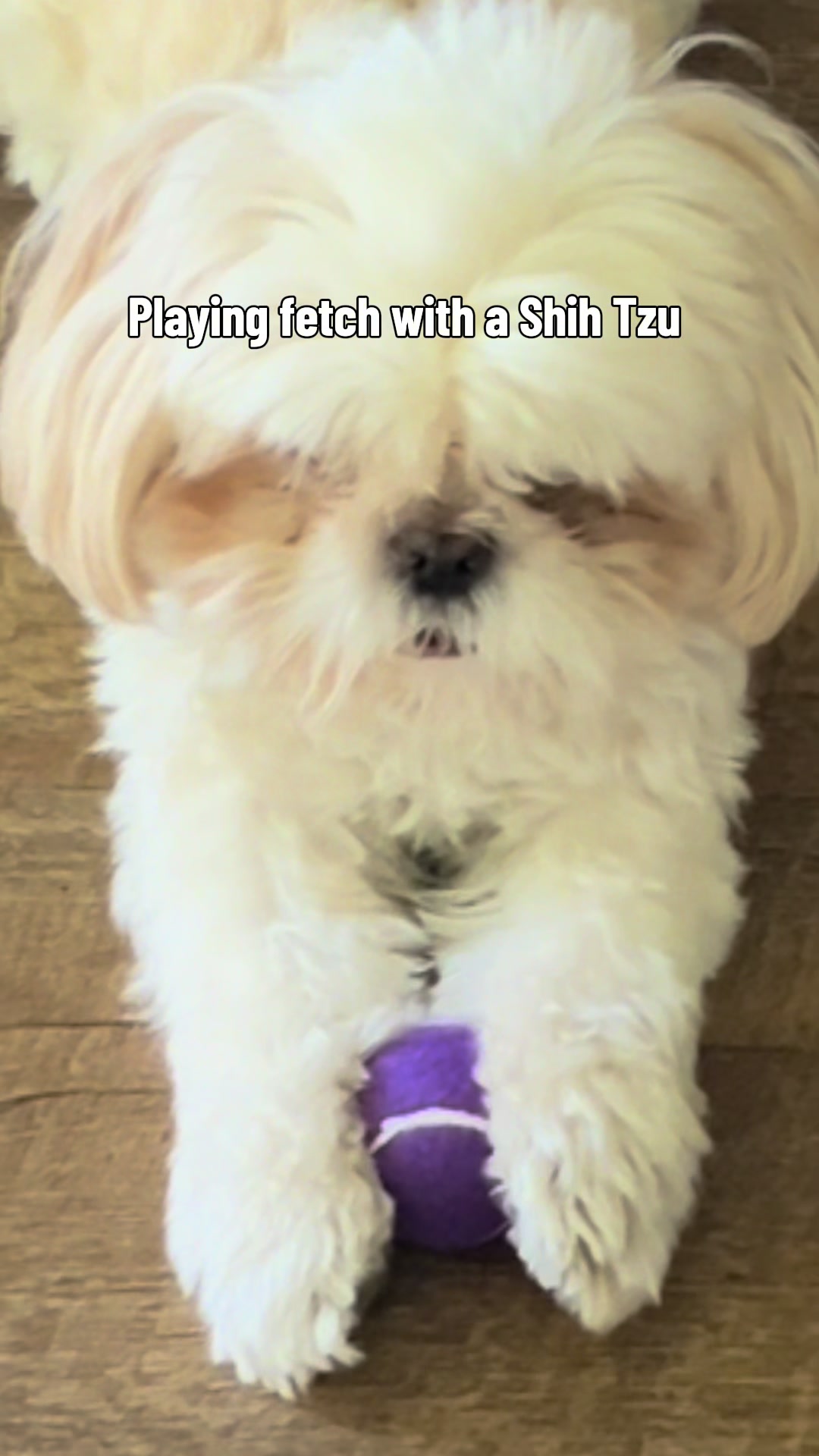 @Hugh the Shih Tzu