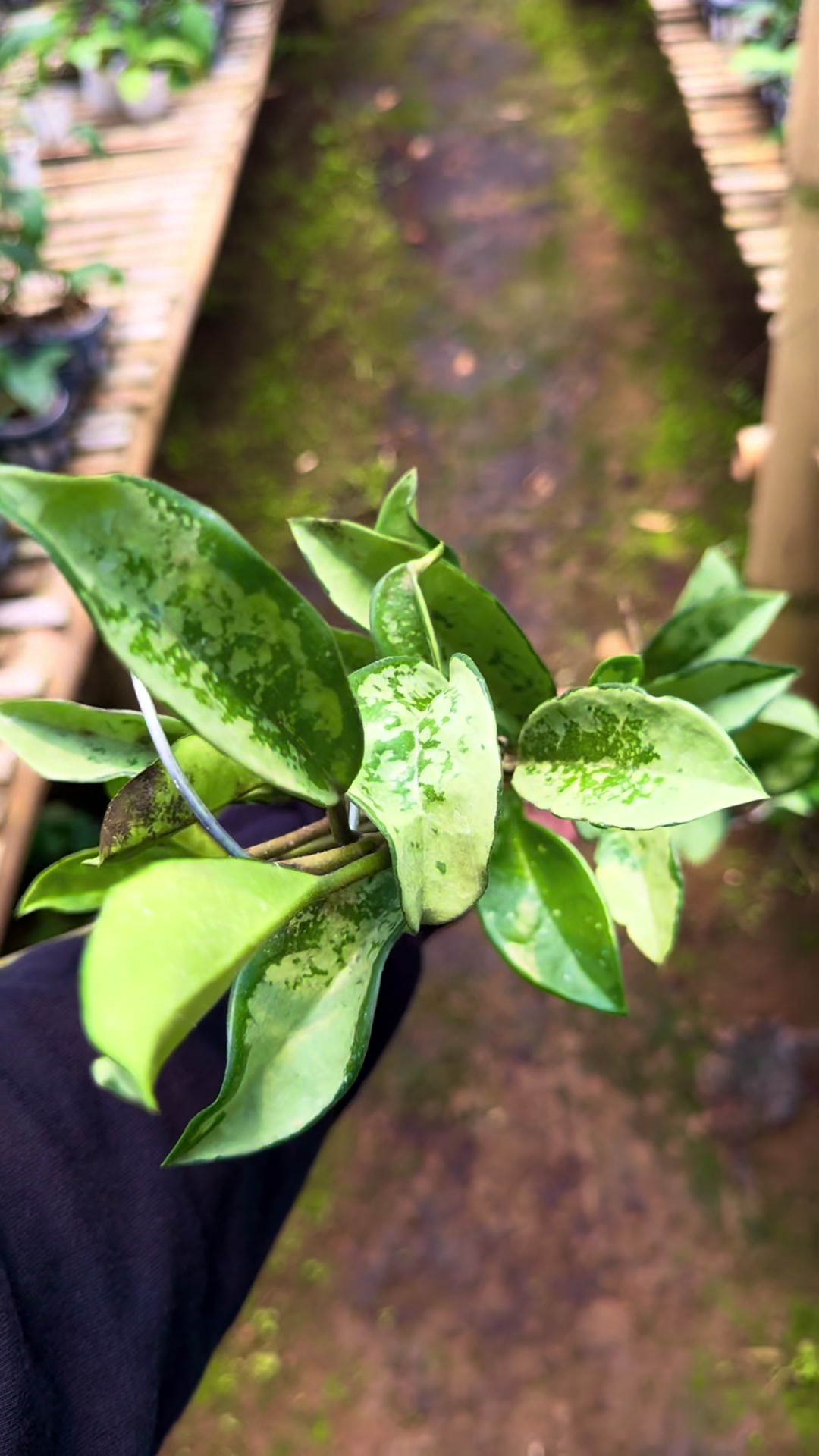 @Kamle Plants